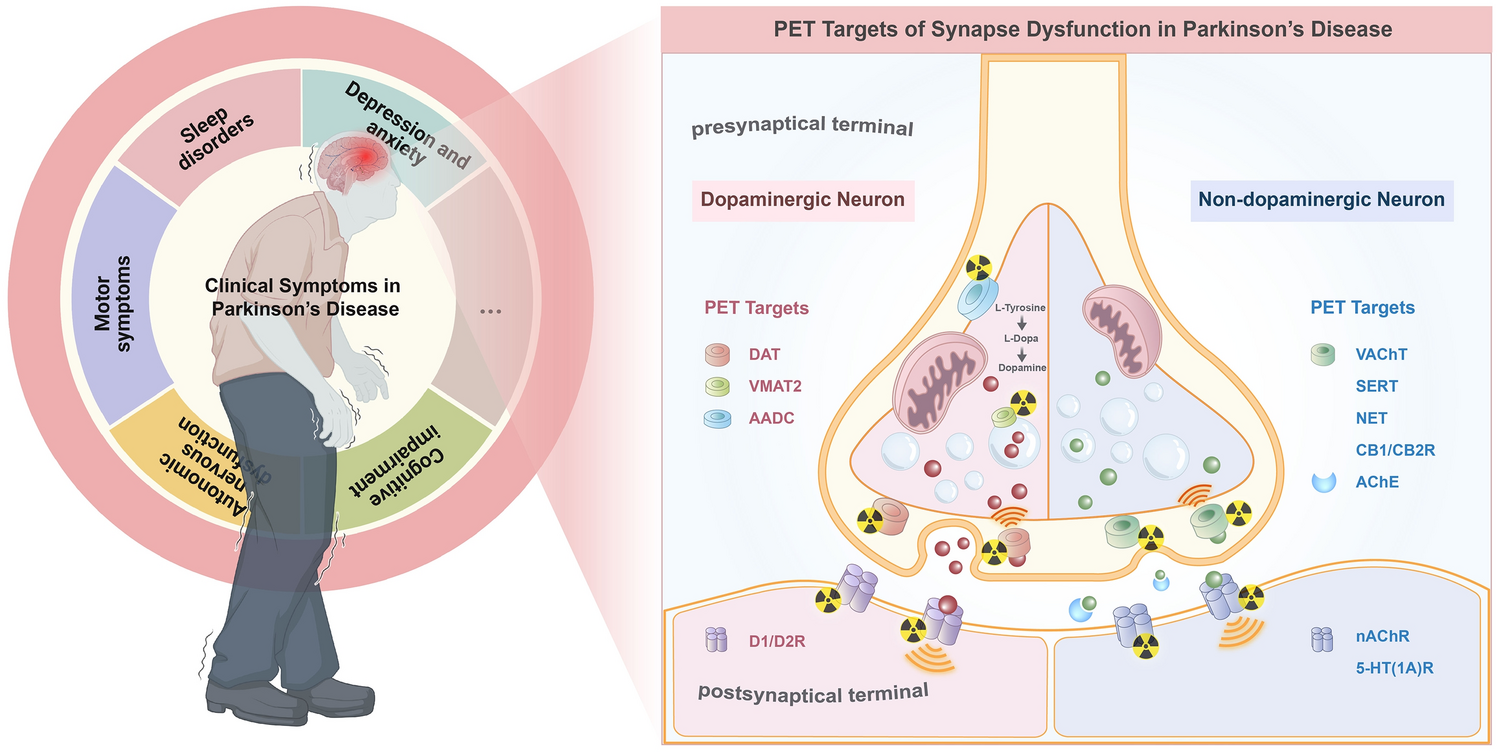Positron Emission Tomography Imaging of Synaptic Dysfunction in Parkinson’s Disease