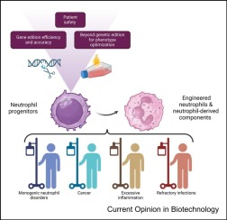 Neutrophils, an emerging new therapeutic platform