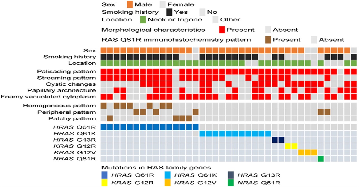 RAS Family Gene Mutations, Clinicopathological Features, and Spread Patterns of Inverted Urothelial Papilloma of the Bladder