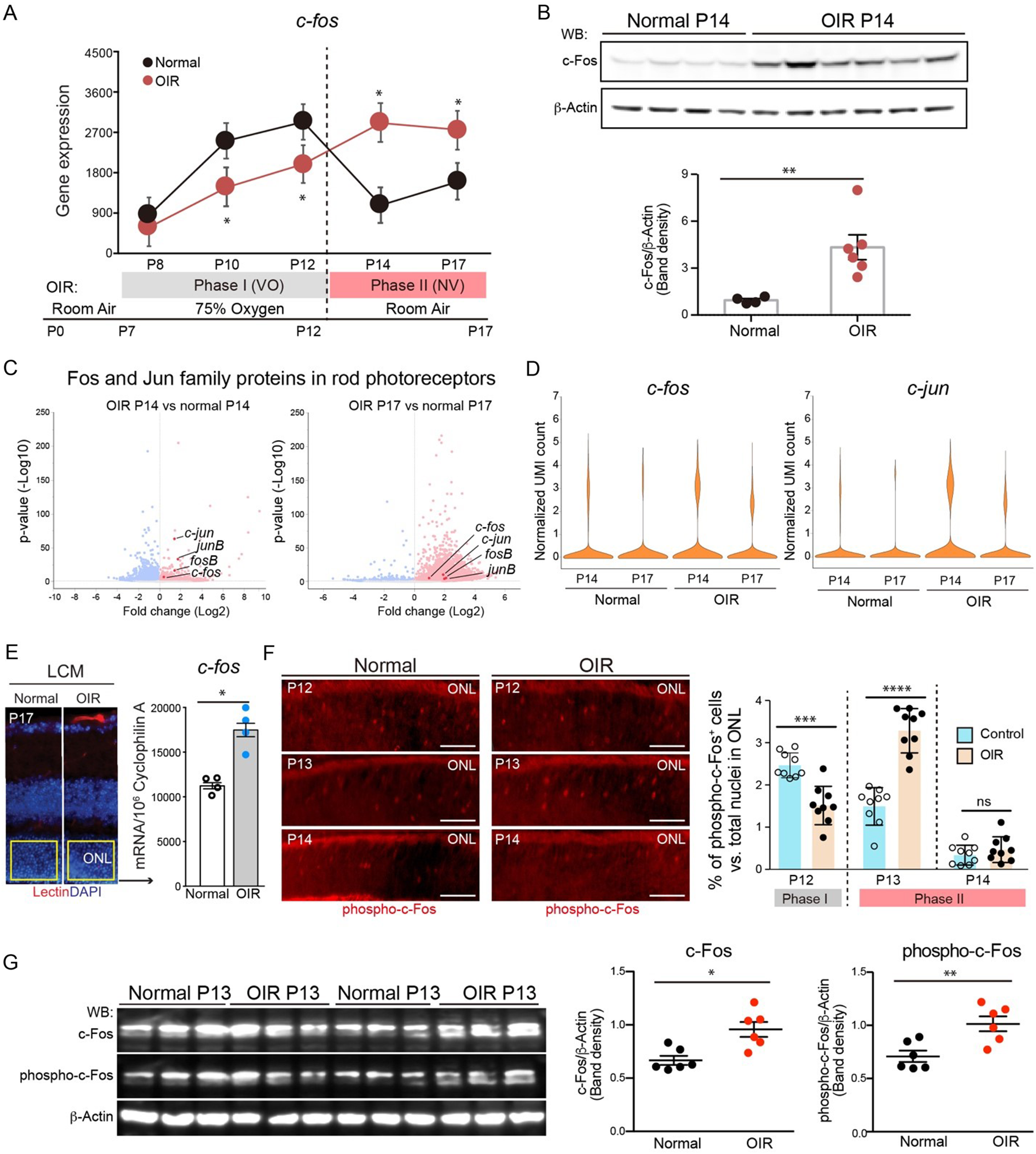Photoreceptors inhibit pathological retinal angiogenesis through transcriptional regulation of Adam17 via c-Fos