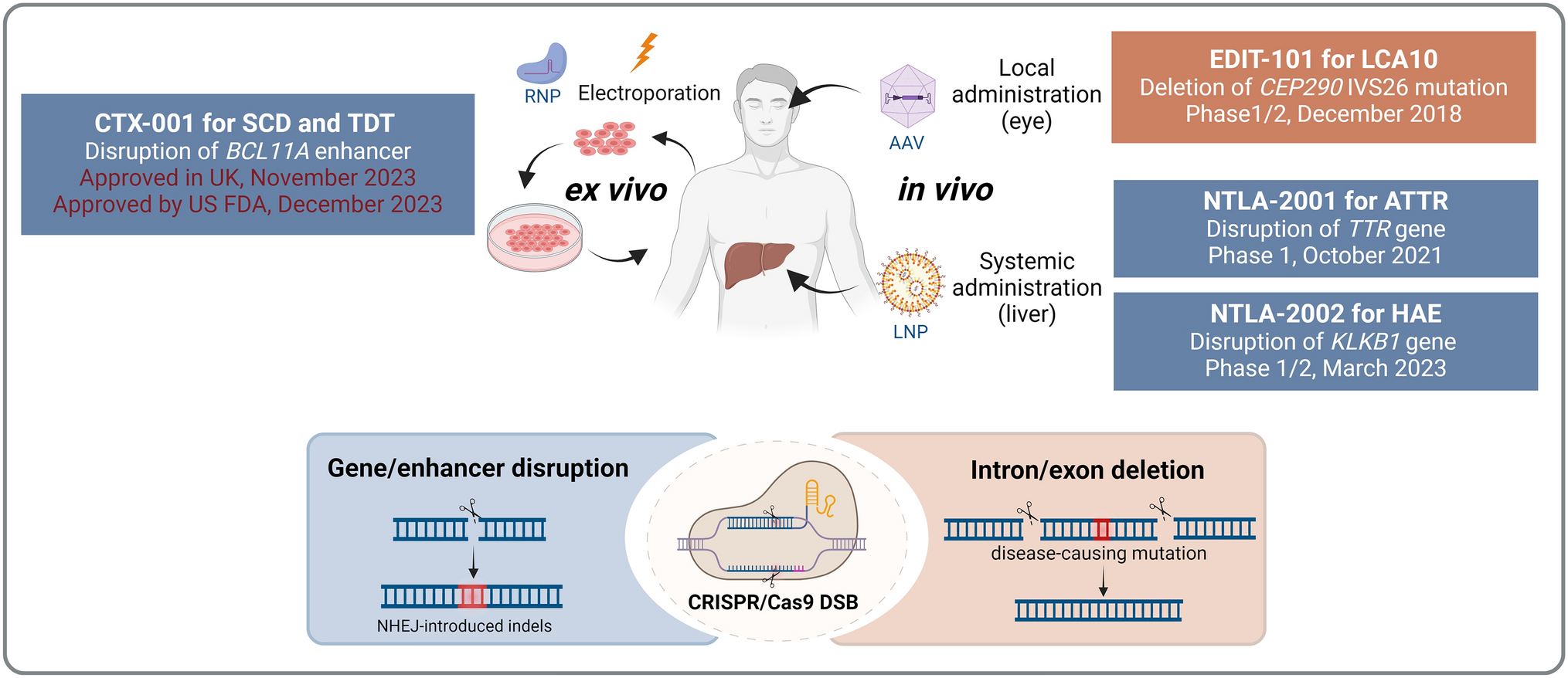 Targeted Gene Insertion: The Cutting Edge of CRISPR Drug Development with Hemophilia as a Highlight