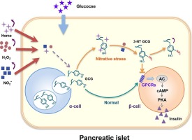 Tyrosine nitration of glucagon impairs its function: Extending the role of heme in T2D pathogenesis