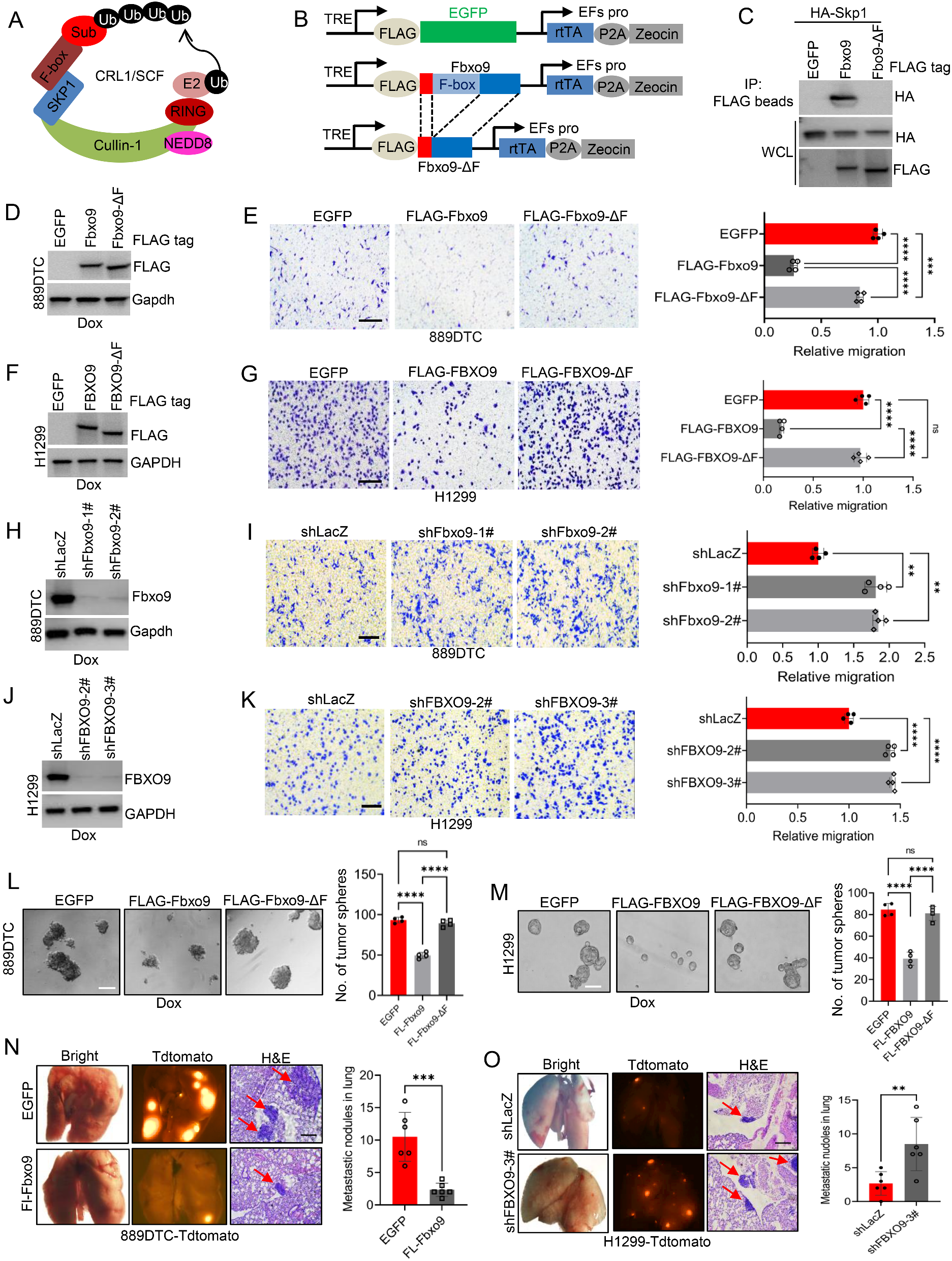 Ubiquitin ligase subunit FBXO9 inhibits V-ATPase assembly and impedes lung cancer metastasis