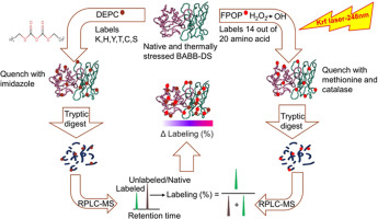 Mapping conformational changes on bispecific antigen-binding biotherapeutic by covalent labeling and mass spectrometry