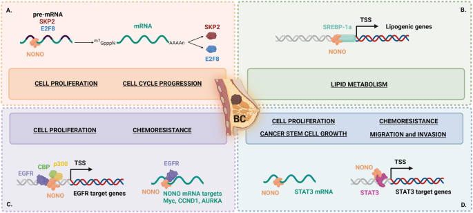 The pleiotropic nature of NONO, a master regulator of essential biological pathways in cancers
