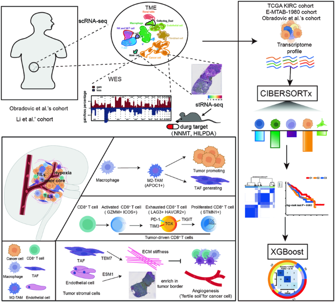 The integrate profiling of single-cell and spatial transcriptome RNA-seq reveals tumor heterogeneity, therapeutic targets, and prognostic subtypes in ccRCC