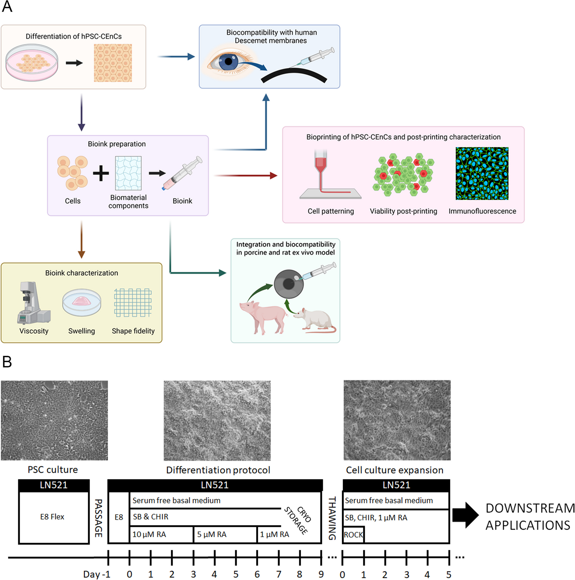 Bioprinting of human pluripotent stem cell derived corneal endothelial cells with hydrazone crosslinked hyaluronic acid bioink