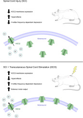 Multi-session transcutaneous spinal cord stimulation prevents chloride homeostasis imbalance and the development of hyperreflexia after spinal cord injury in rat