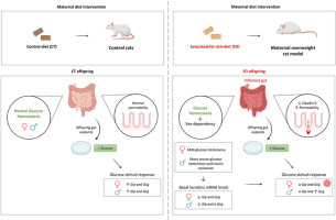 Intestinal alterations and mild glucose homeostasis impairments in the offspring born to overweight rats