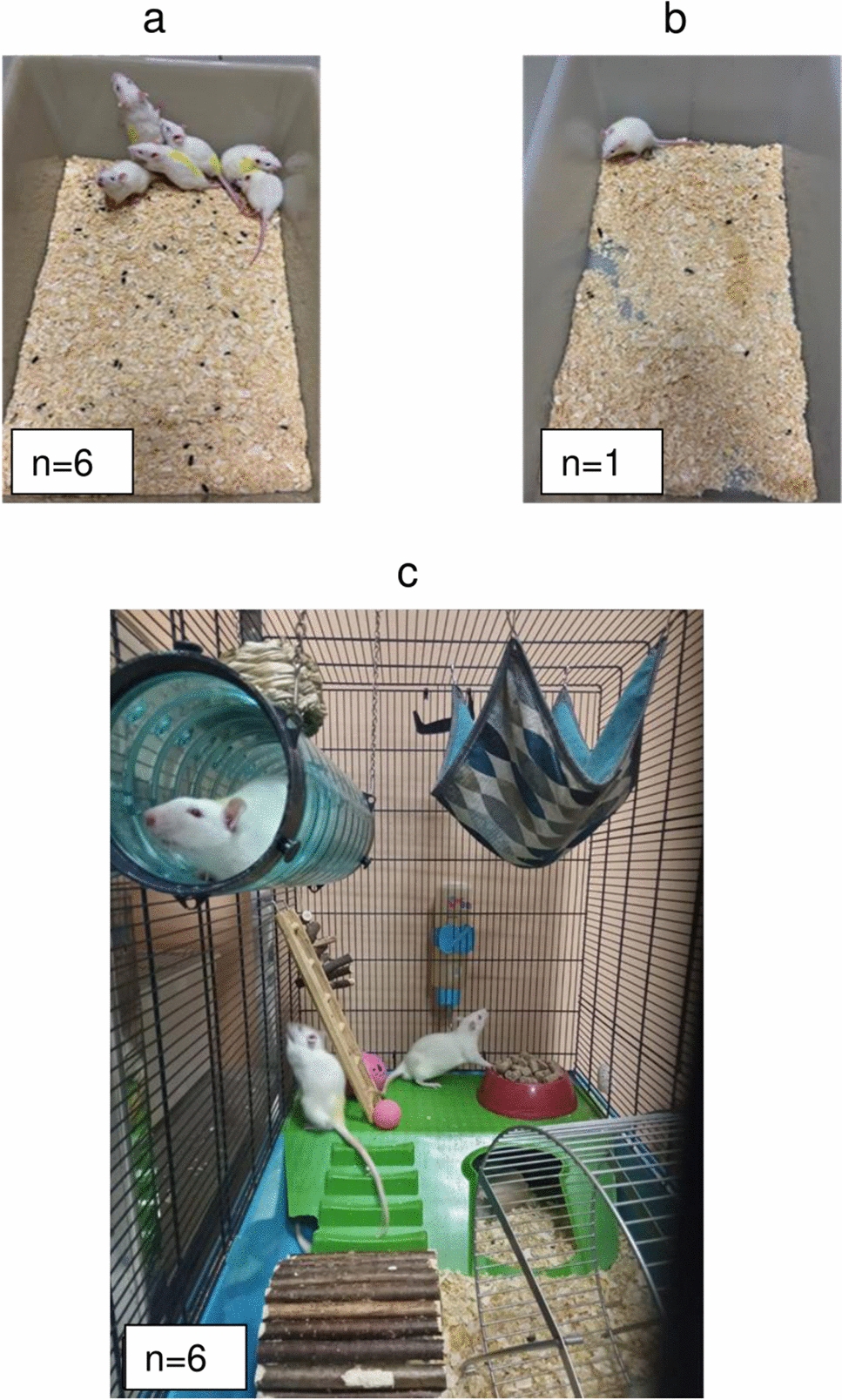Environmental enrichment reverses proulcerogenic action of social isolation on the gastric mucosa and positively influences pain sensitivity and work capacity