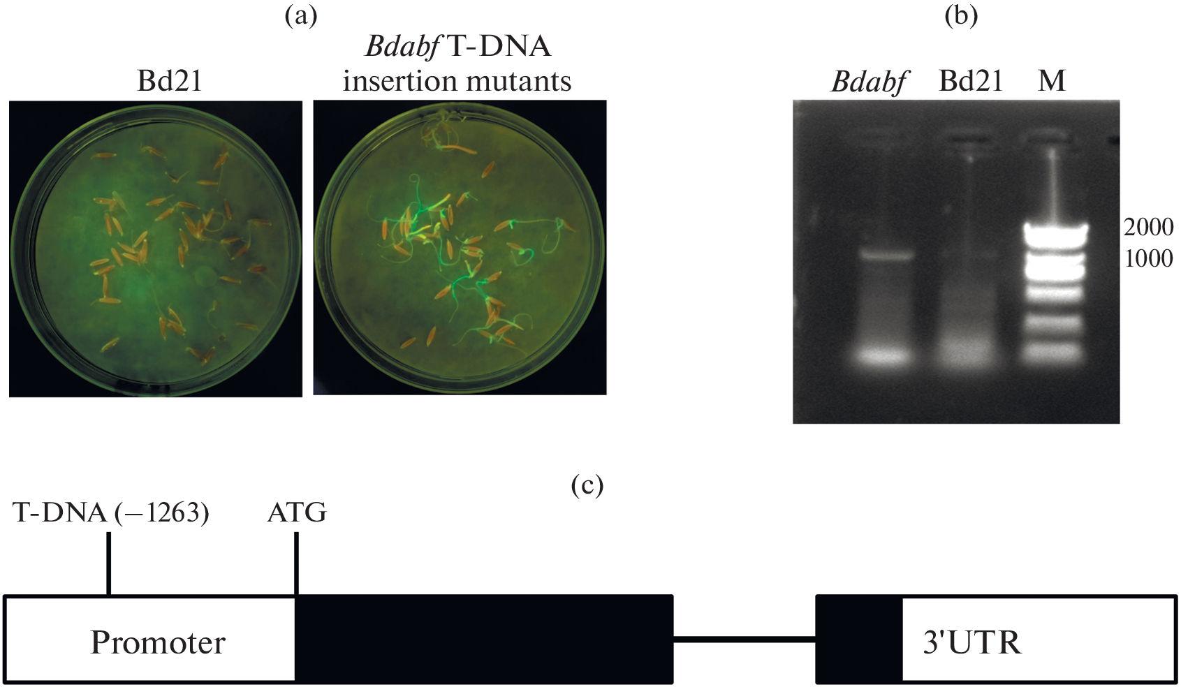Promoter Mutation of the bZIP Transcription Factor BdABF Accelerates Flowering in Brachypodium distachyon