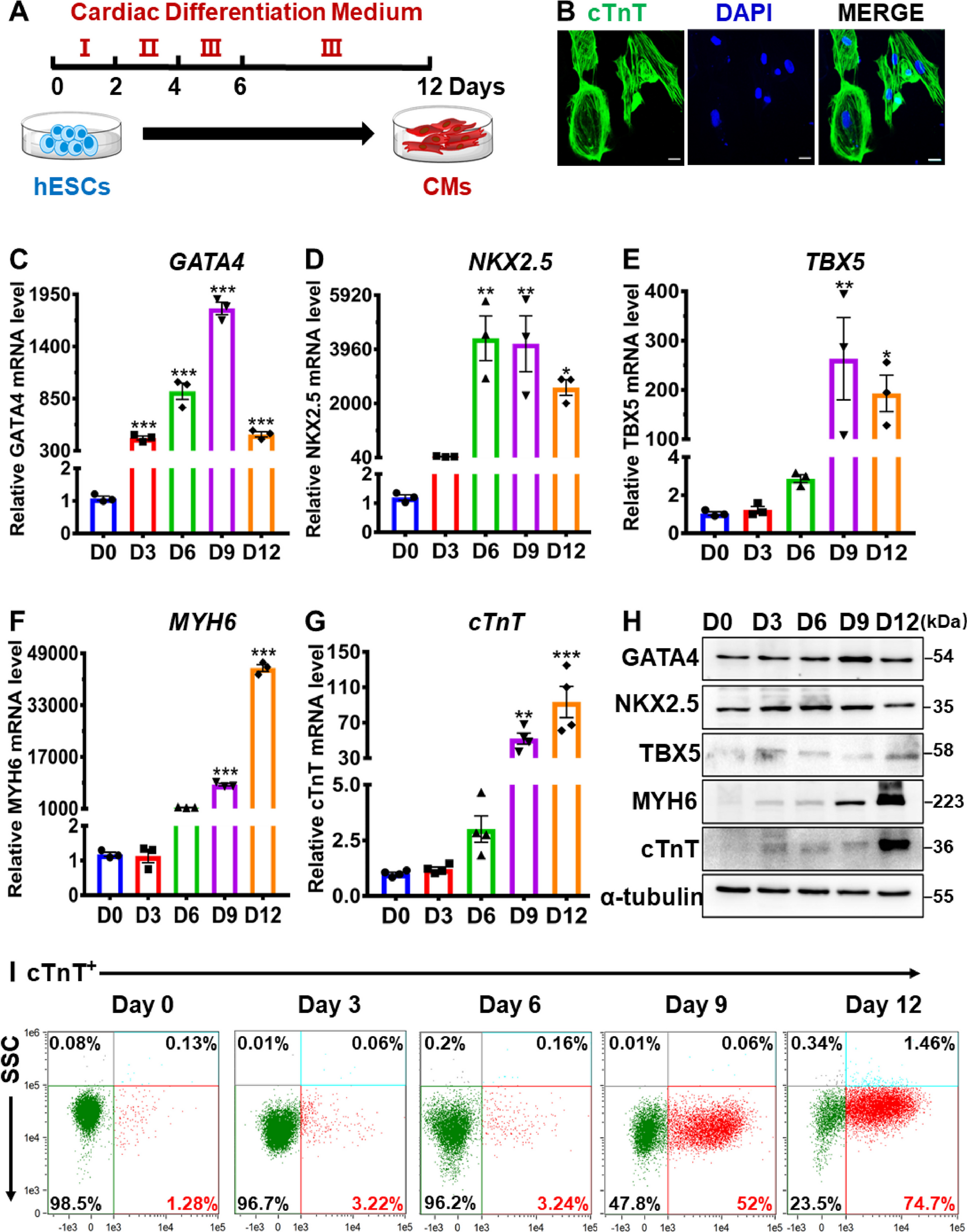 Identification of miR-20b-5p as an inhibitory regulator in cardiac differentiation via TET2 and DNA hydroxymethylation