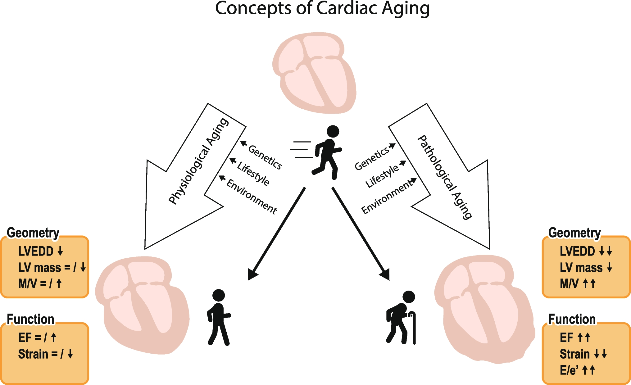 Age- and sex-specific physiological cardiac remodeling: the search for the Fountain of Youth