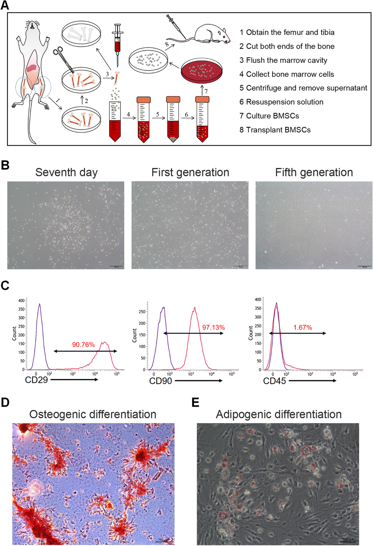 Combination Therapy of Bone Marrow Mesenchymal Stem Cell Transplantation and Electroacupuncture for the Repair of Intrauterine Adhesions in Rats: Mechanisms and Functional Recovery