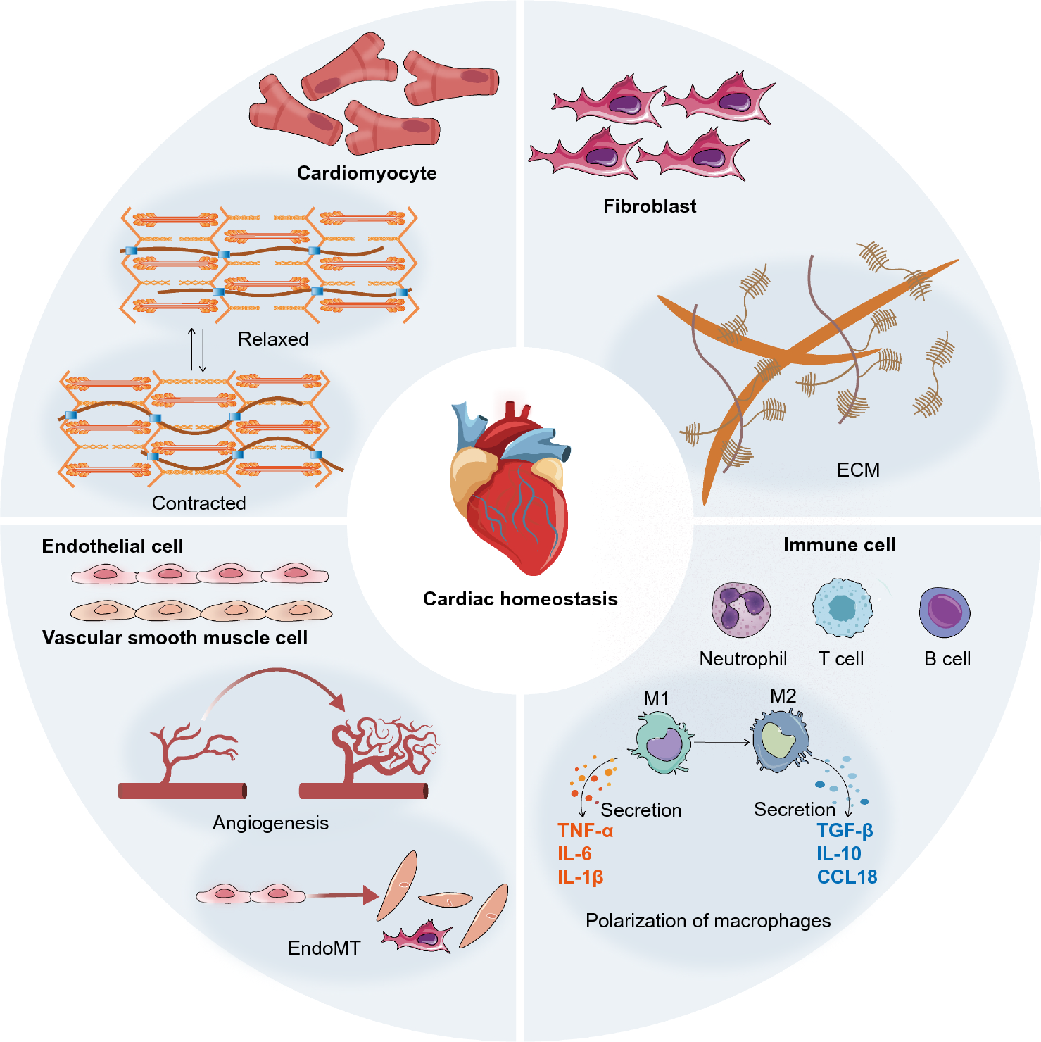 The role of cardiac microenvironment in cardiovascular diseases: implications for therapy