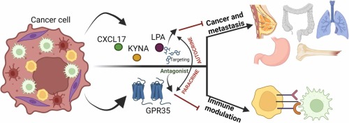 From Orphan to Oncogene: The Role of GPR35 in Cancer and Immune modulation