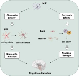 Macrophage Migration Inhibitor factor (MIF): Potential Role in Cognitive Impairment Disorders