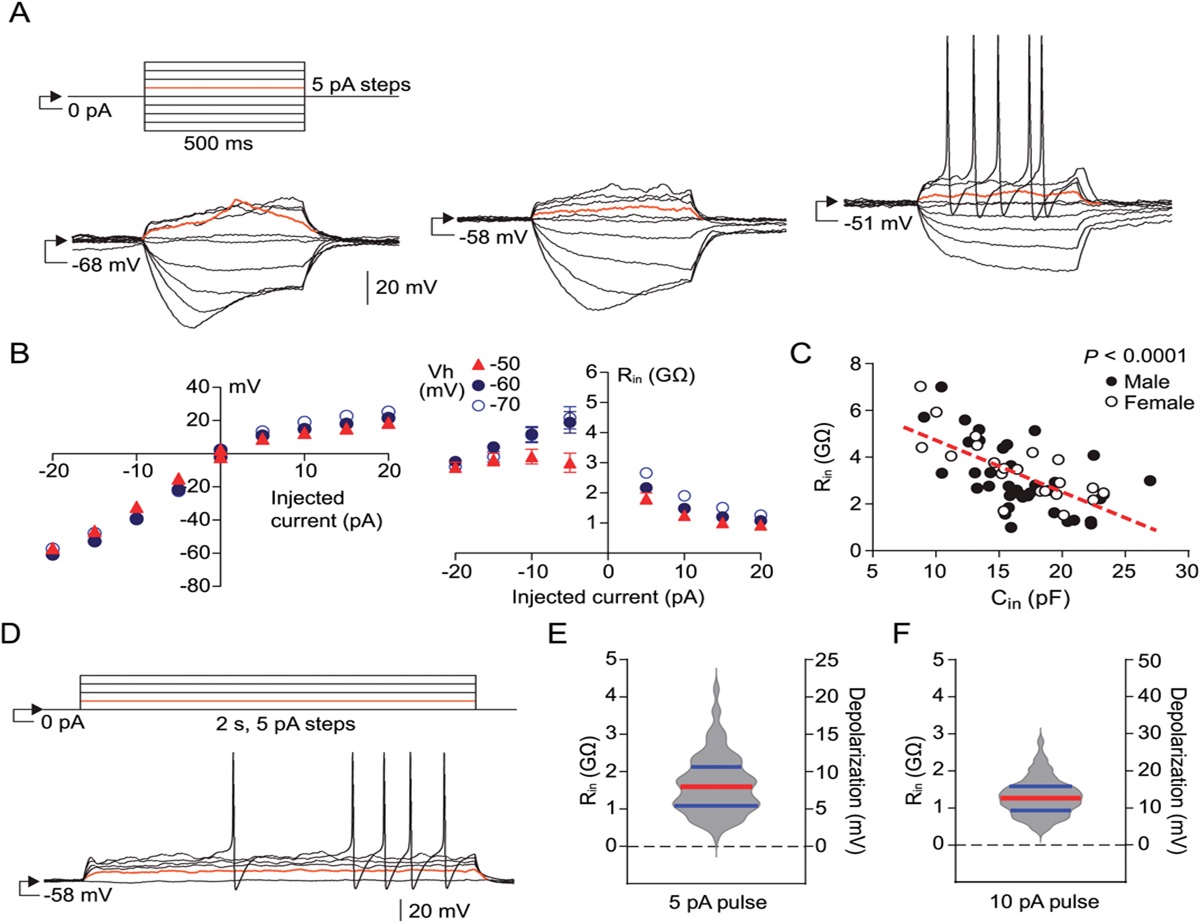 Readiness of nociceptor cell bodies to generate spontaneous activity results from background activity of diverse ion channels and high input resistance