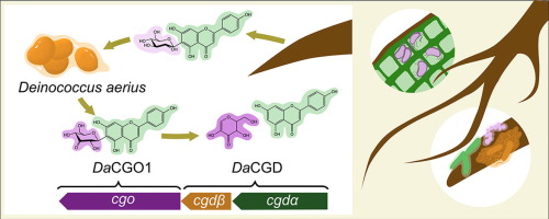 Structural and functional characterization of a gene cluster responsible for deglycosylation of C-glucosyl flavonoids and xanthonoids by Deinococcus aerius