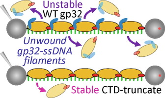 C-terminal domain of T4 gene 32 protein enables rapid filament reorganization and dissociation