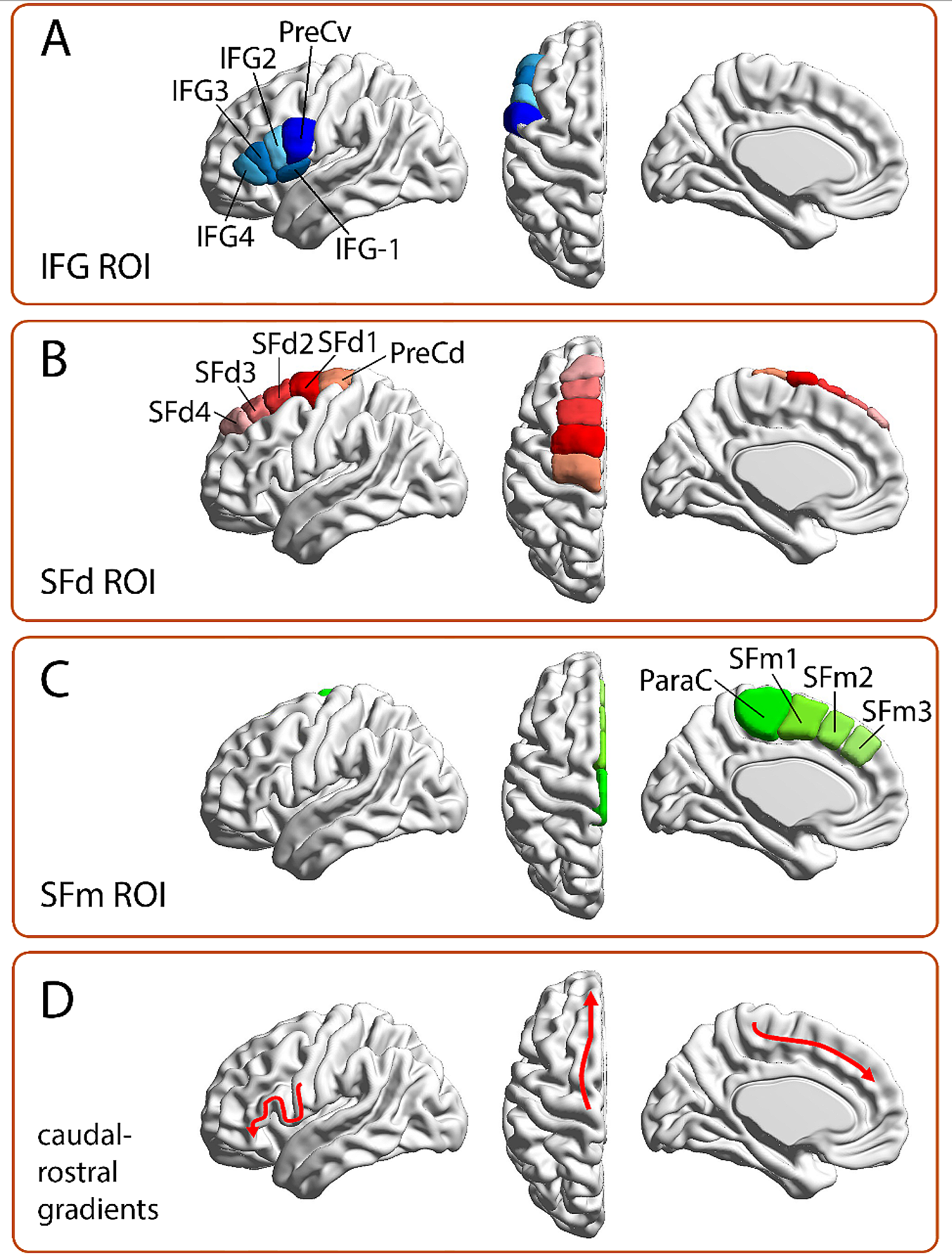 A revision of the dorsal origin of the frontal aslant tract (FAT) in the superior frontal gyrus: a DWI-tractographic study