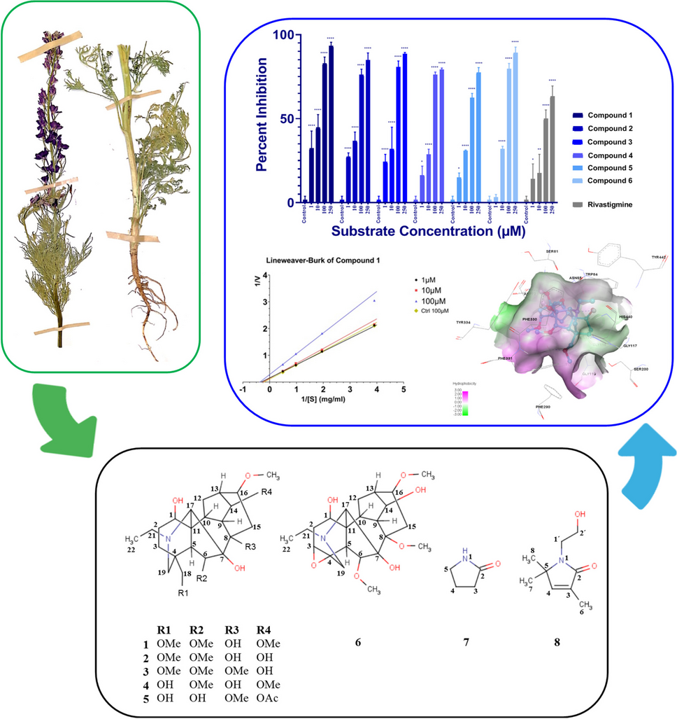 New amide and diterpene alkaloids with anticholinesterase activity from Delphinium cyphoplectrum roots