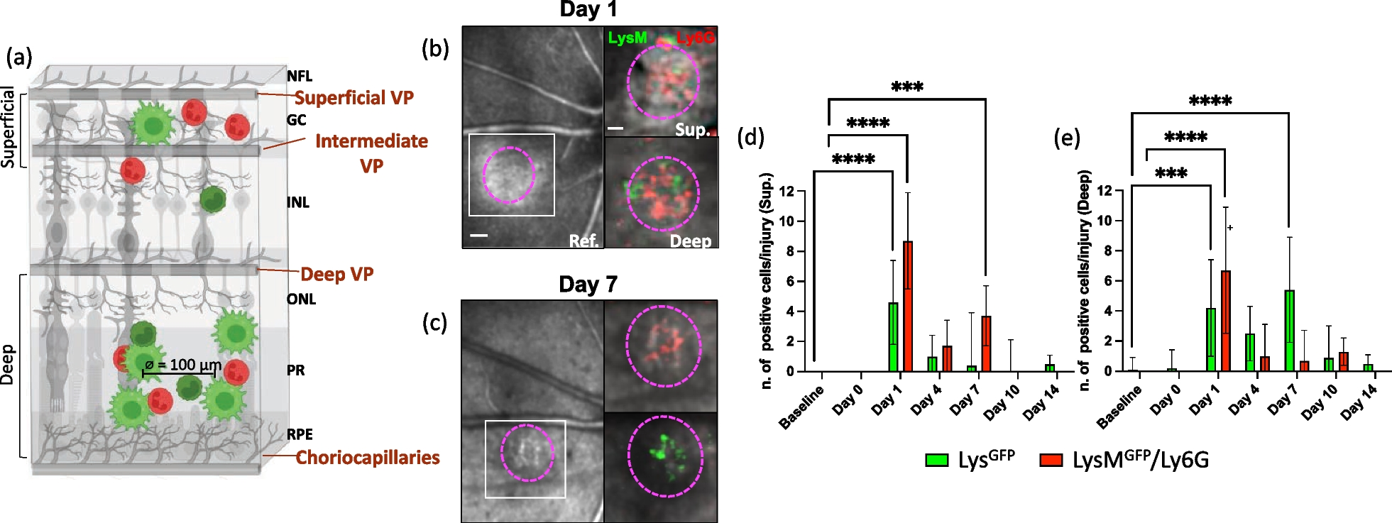 Macrophages coordinate immune response to laser-induced injury via extracellular traps