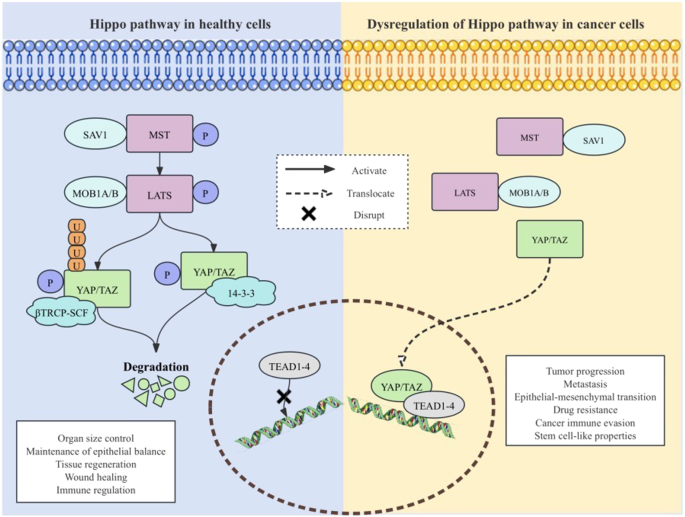 Hippo pathway in non-small cell lung cancer: mechanisms, potential targets, and biomarkers