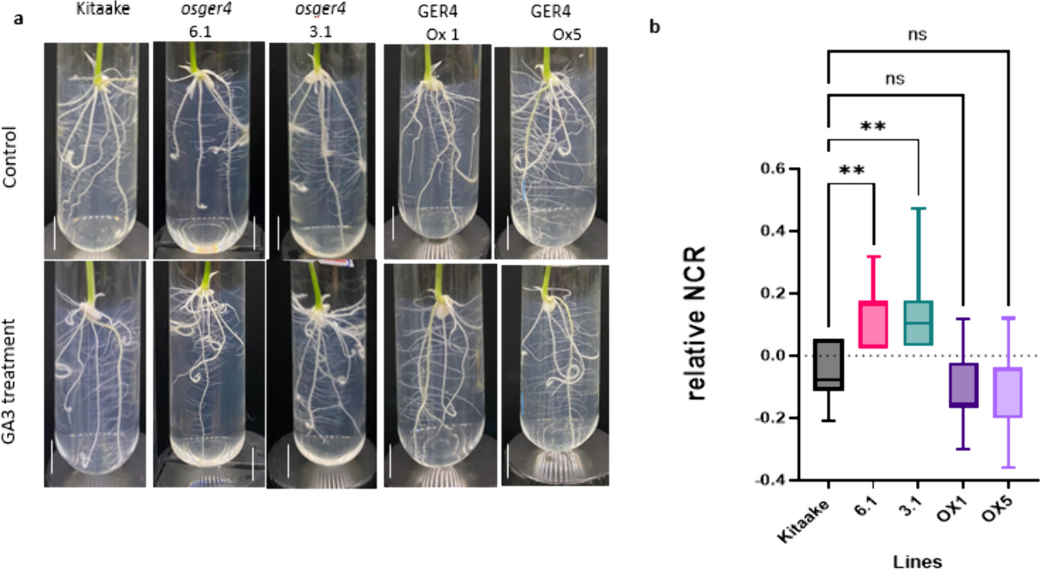 Effect of gibberellin on crown root development in the mutant of the rice plasmodesmal Germin-like protein OsGER4