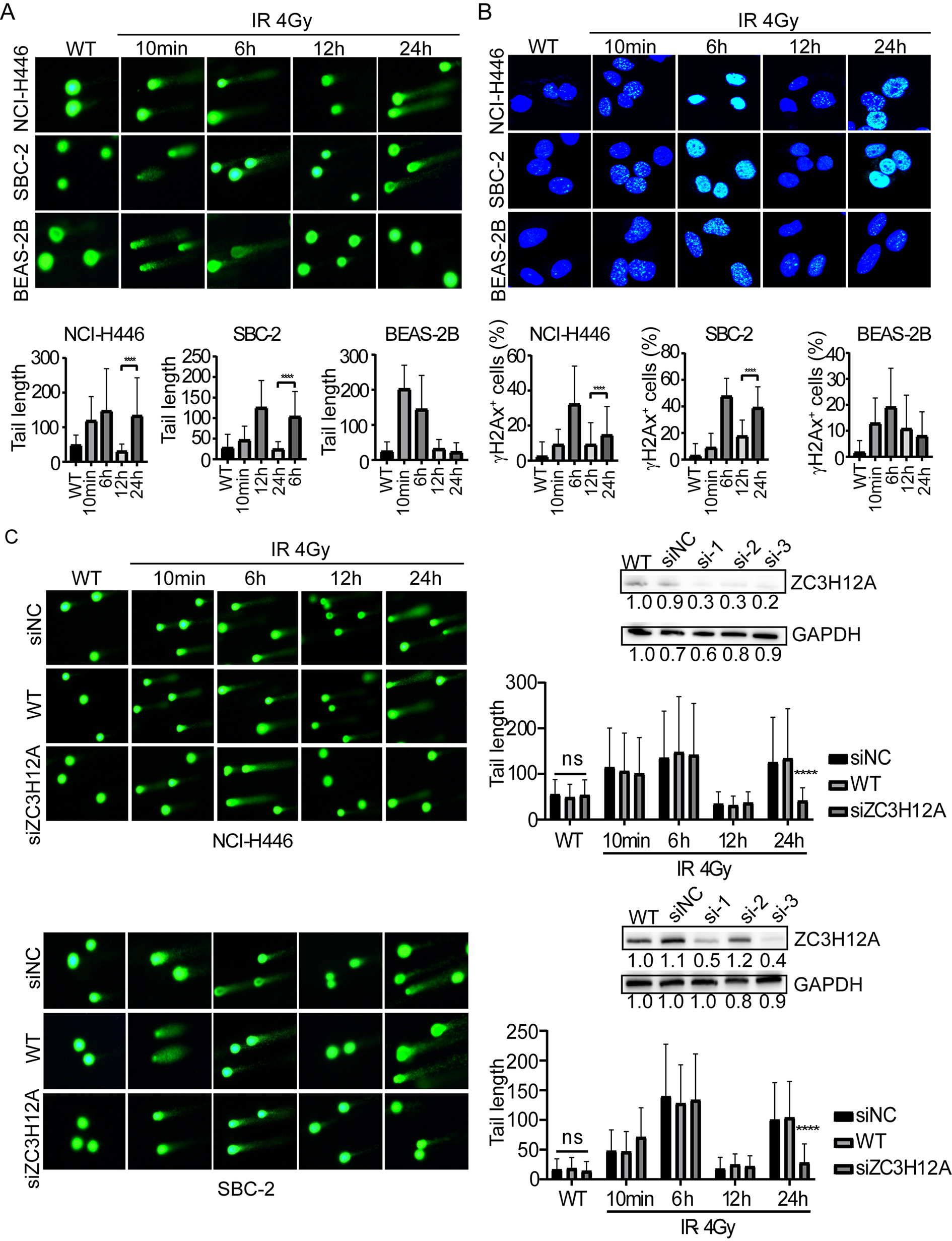 The Ribonuclease ZC3H12A is required for self-inflicted DNA breaks after DNA damage in small cell lung cancer cells