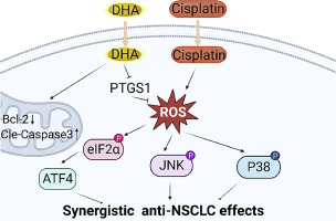 Dihydroartemisinin, a potential PTGS1 inhibitor, potentiated cisplatin-induced cell death in non-small cell lung cancer through activating ROS-mediated multiple signaling pathways