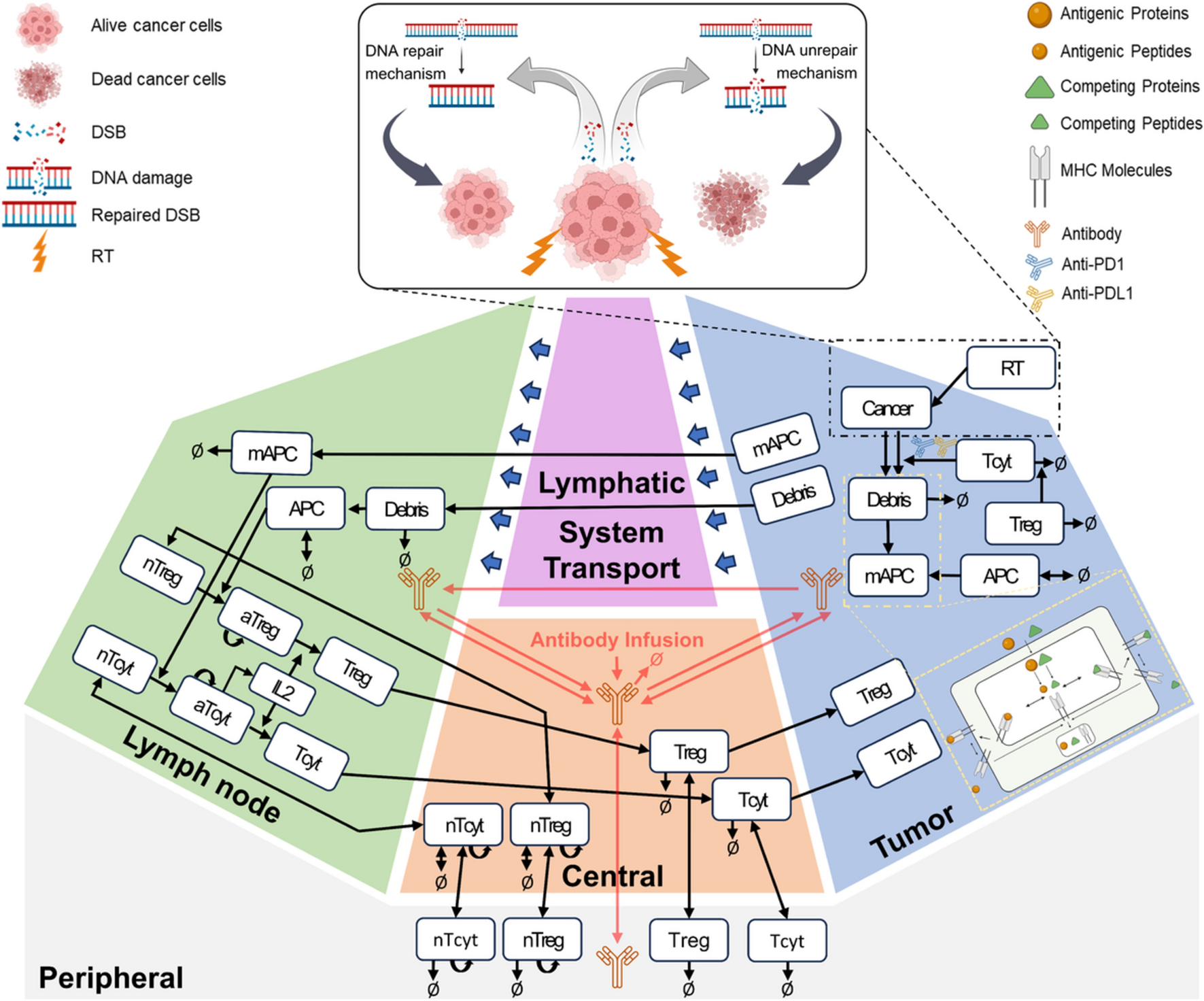 Predicting efficacy assessment of combined treatment of radiotherapy and nivolumab for NSCLC patients through virtual clinical trials using QSP modeling