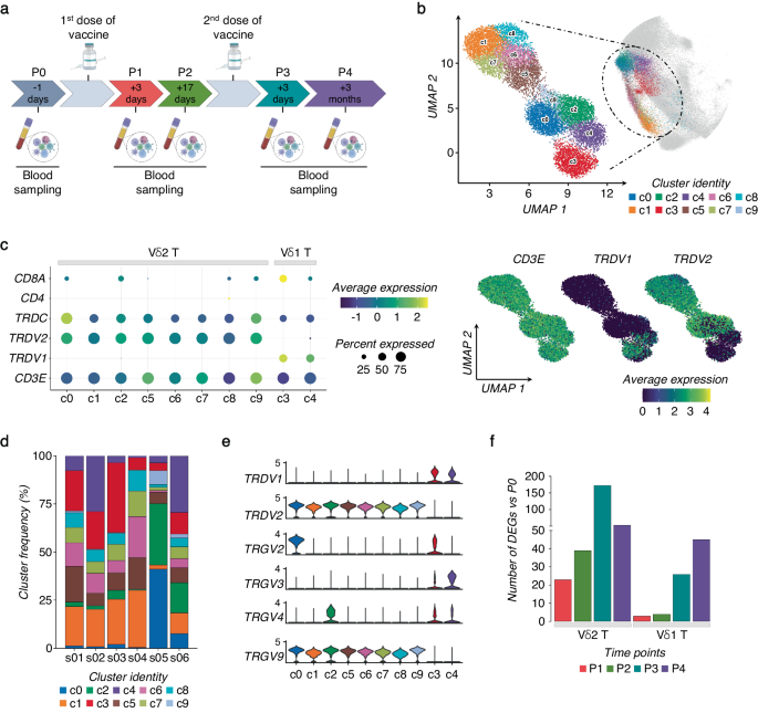 Expansion of memory Vδ2 T cells following SARS-CoV-2 vaccination revealed by temporal single-cell transcriptomics