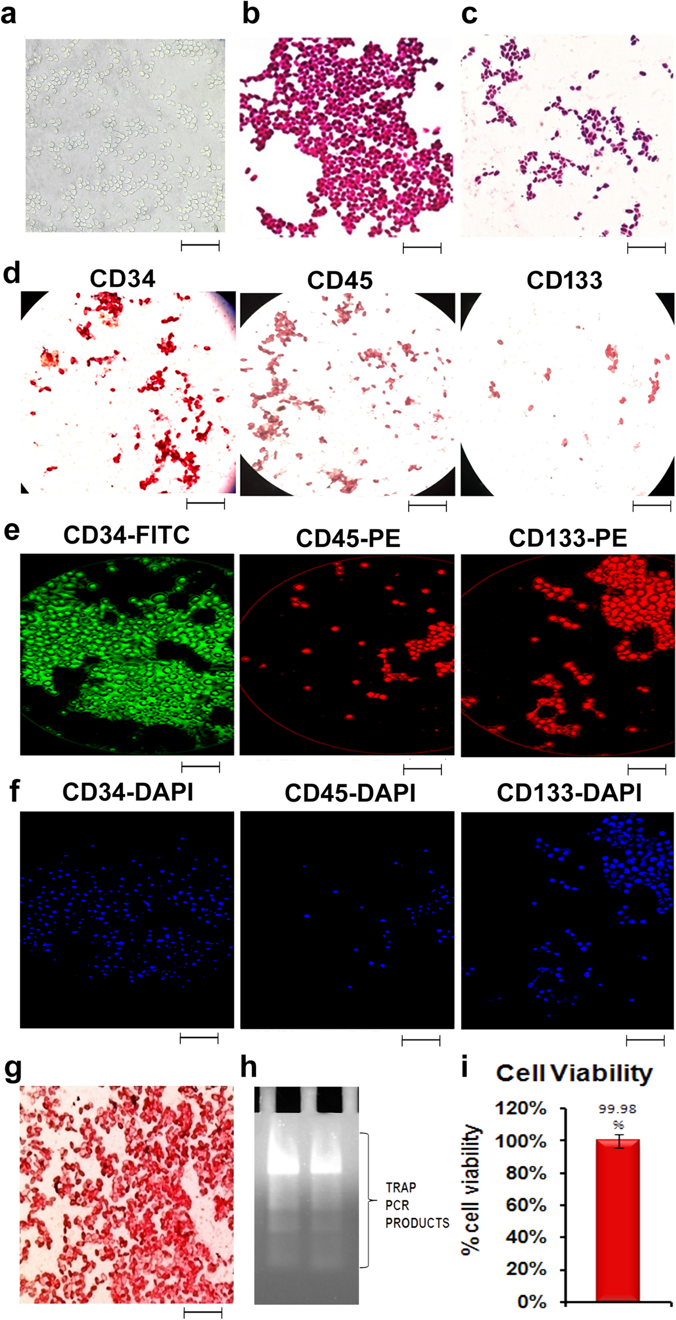 In vitro generation of epidermal keratinocytes from human CD34-positive hematopoietic stem cells