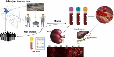 The biotoxic effects of heavy metals exposure in miners and non-miners