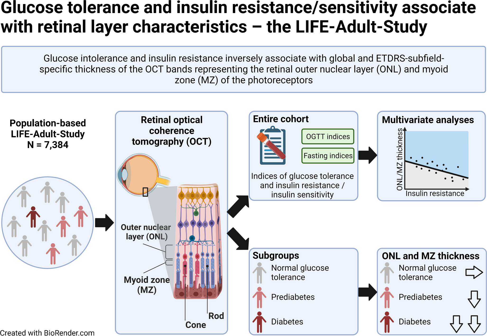 Glucose tolerance and insulin resistance/sensitivity associate with retinal layer characteristics: the LIFE-Adult-Study