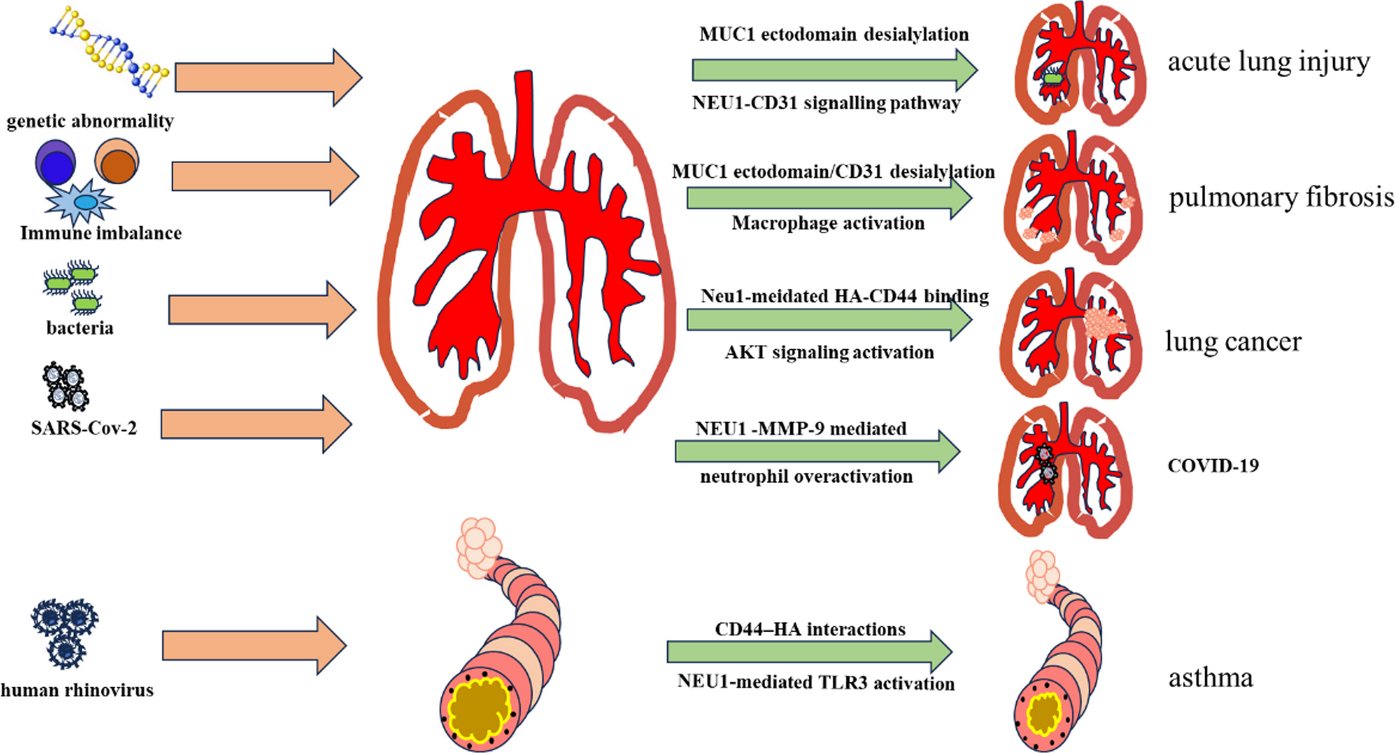 The role of sialidase Neu1 in respiratory diseases