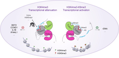 Molecular Basis for SPINDOC-Spindlin1 Engagement and Its Role in Transcriptional Attenuation