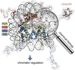 Decoding Chromatin Ubiquitylation: A Chemical Biology Perspective