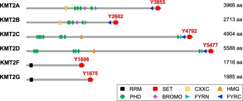KMT2 Family of H3K4 Methyltransferases: Enzymatic Activity-dependent and -independent Functions