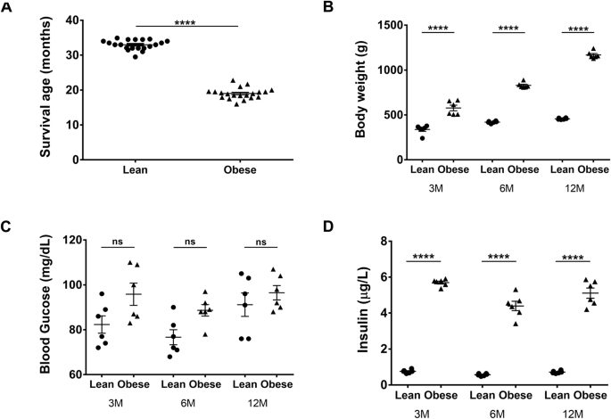Obesity-related glomerulopathy is associated with elevated WT1 expression in podocytes