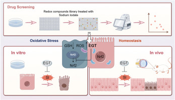Screening and evaluation of antioxidants for retinal pigment epithelial cell protection: L-ergothioneine as a novel therapeutic candidate through NRF2 activation