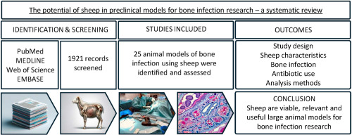 The potential of sheep in preclinical models for bone infection research – A systematic review