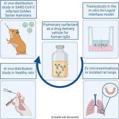 Distribution and suitability of pulmonary surfactants as a vehicle for topically applied antibodies in healthy and SARS-CoV-2 infected rodent lungs
