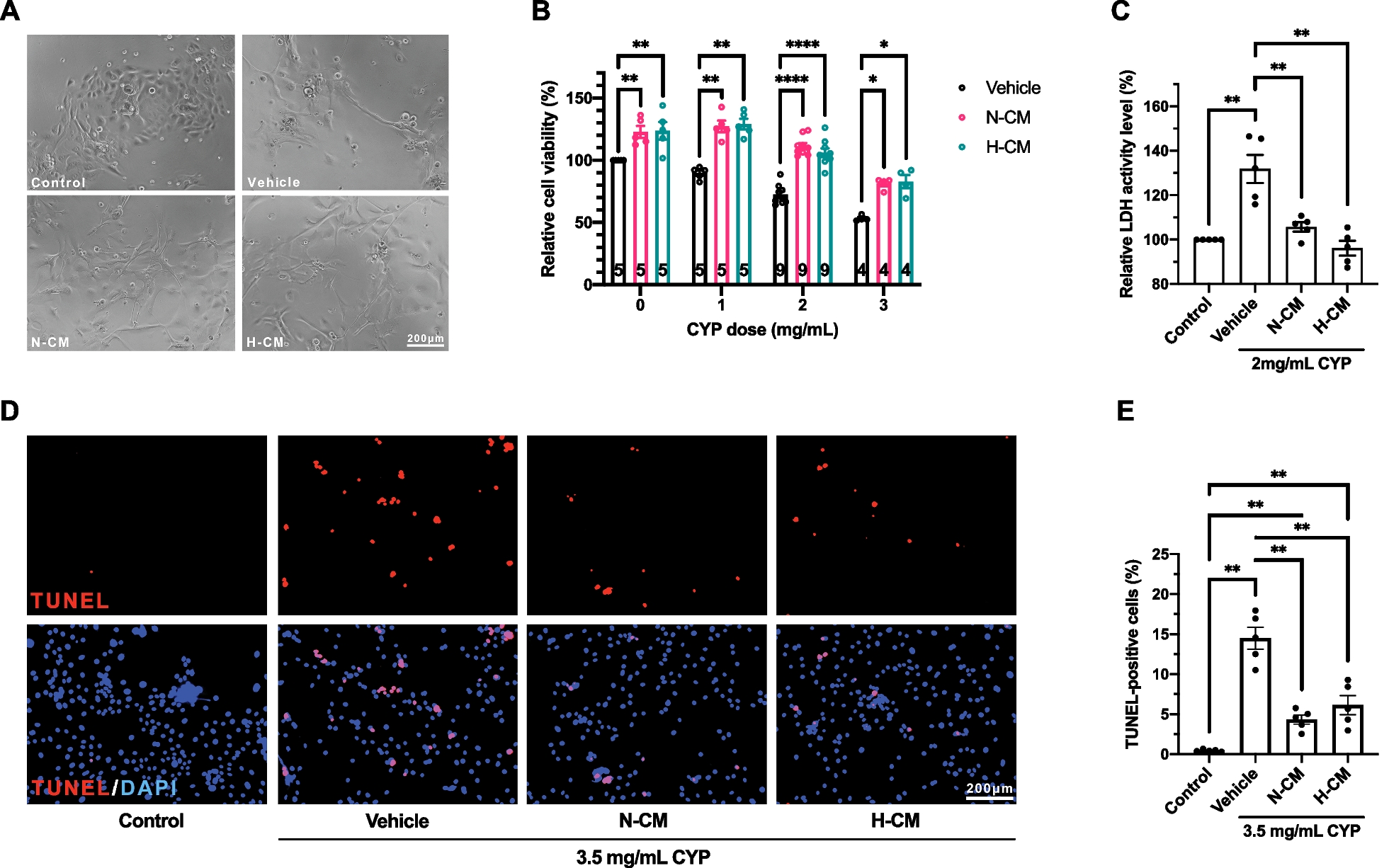 Cytoprotective role of human dental pulp stem cell-conditioned medium in chemotherapy-induced alopecia