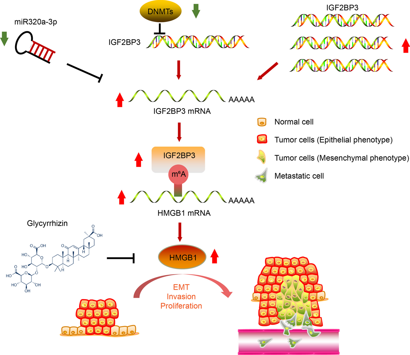 IGF2BP3 prevent HMGB1 mRNA decay in bladder cancer and development