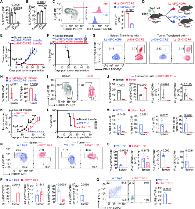 Aerobic glycolysis enables the effector differentiation potential of stem-like CD4+ T cells to combat cancer