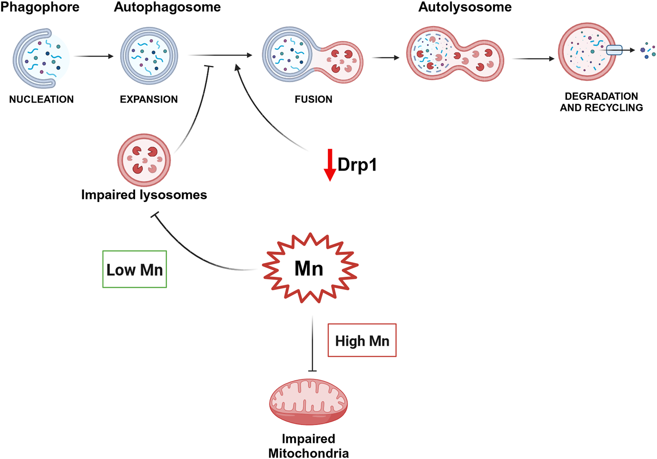 A partial Drp1 knockout improves autophagy flux independent of mitochondrial function