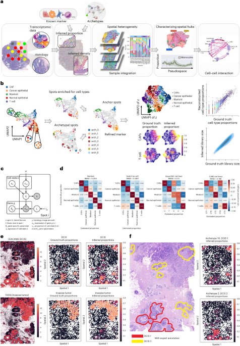 Starfysh integrates spatial transcriptomic and histologic data to reveal heterogeneous tumor–immune hubs