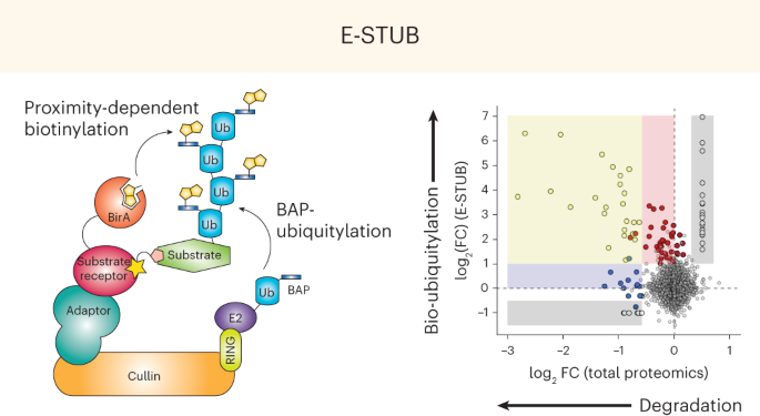 Ubiquitin-specific proximity labeling for the identification of E3 ligase substrates